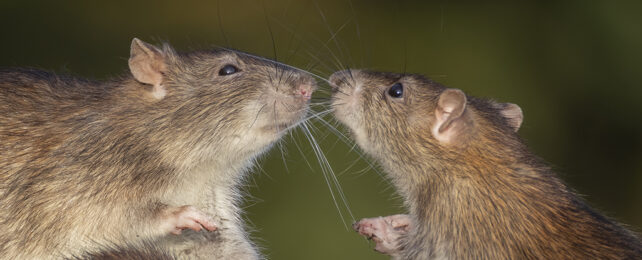 Sniffing rats