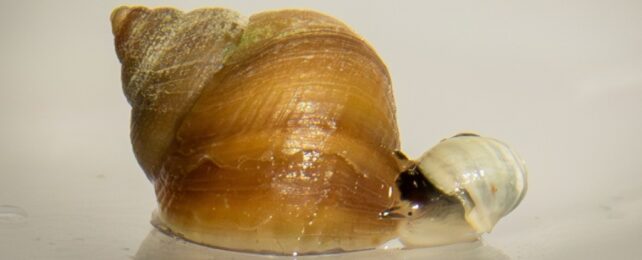 A big brown snail next to a small white snail