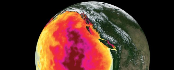 A mass of hot water called 'The Blob' ravaged oceans in 2015. Will it happen again?