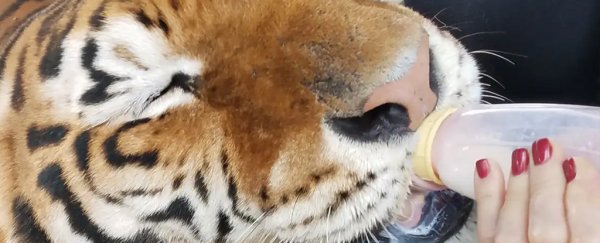 Here's the heartbreaking wildlife issue 'Tiger King' didn't talk about enough