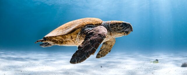 Turtle Underwater