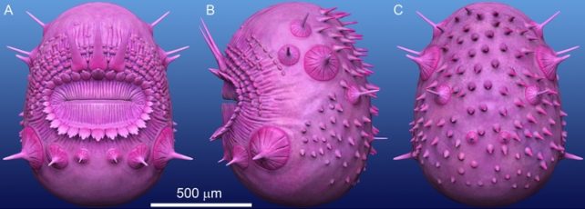 Views of Saccorhytus Coronarius