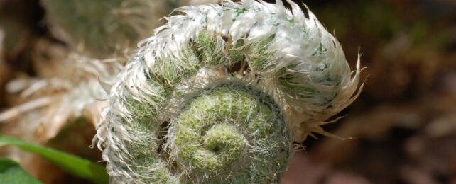 A coil of fern