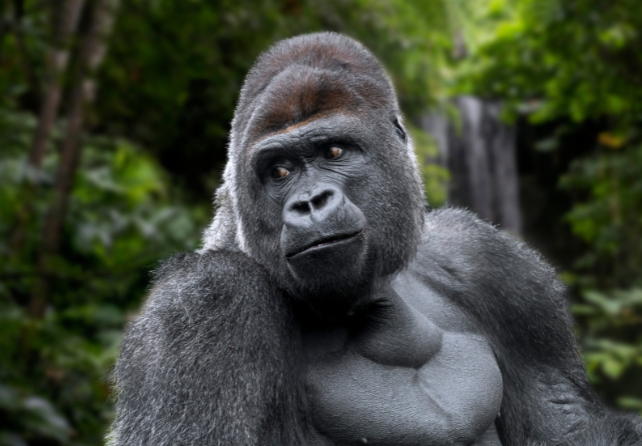 Close up of a large gorilla