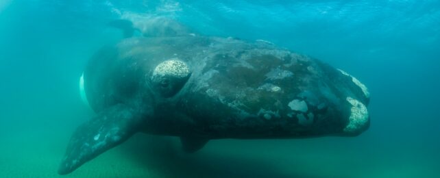 Whale In Shallow Water