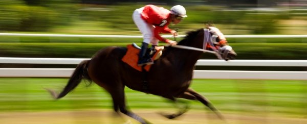 Evidence shows whipping horses doesn't make them run faster or straighter