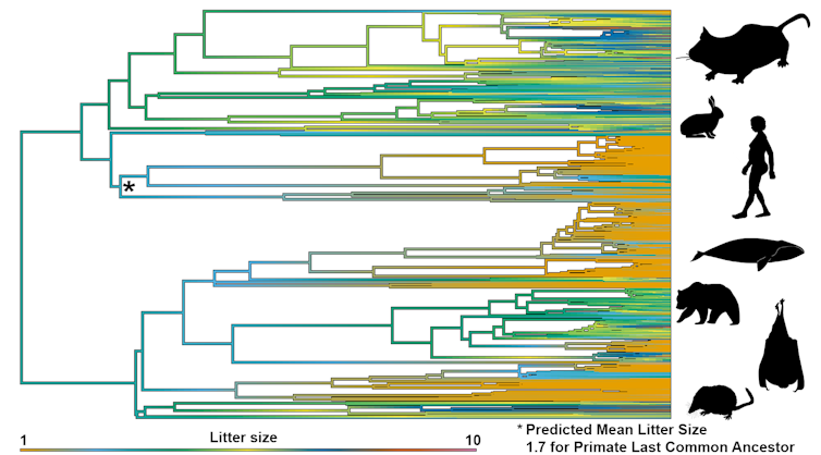 Family tree showing litter size in mammals