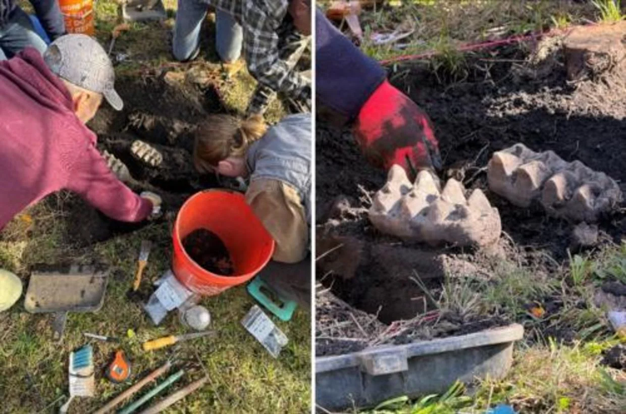 two photos side-by-side show the team excavating the teeth from the topsoil of a grassy yard.